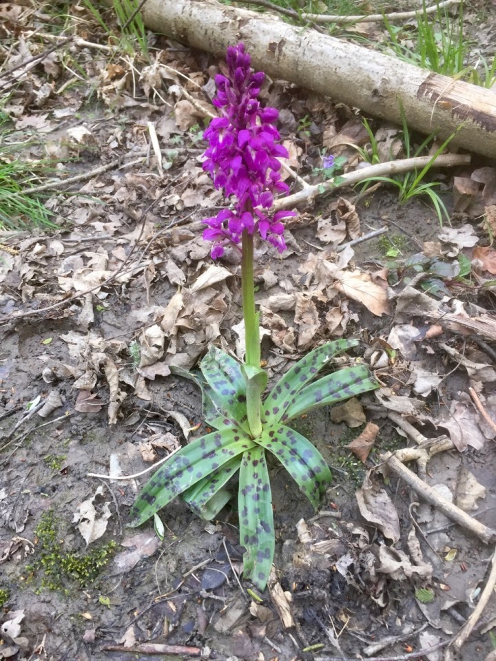 Spotted Orchid