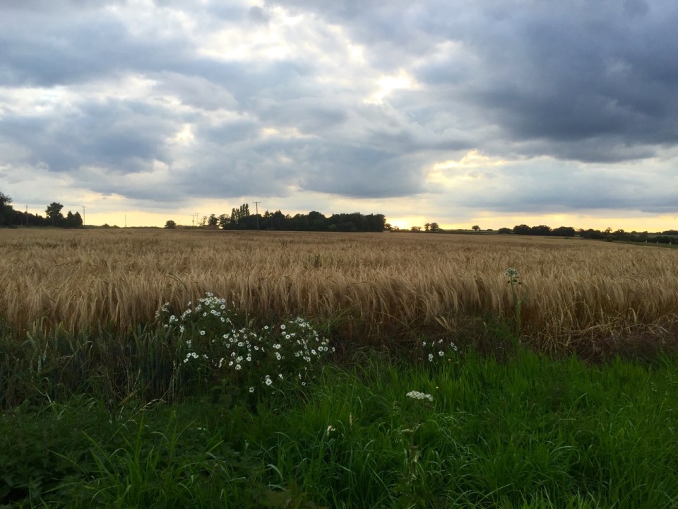 Fields of ripening corn -good troll hiding spots