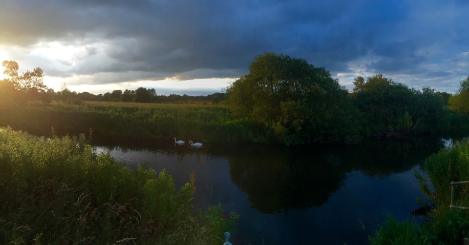 Only one cygnet left; trolls fed well