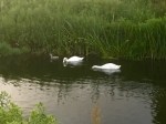 Swans checking for trolls underwater