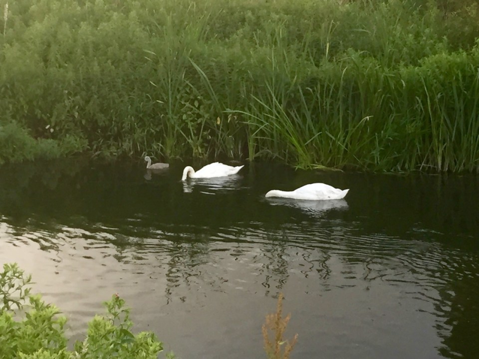 Swans checking for trolls underwater