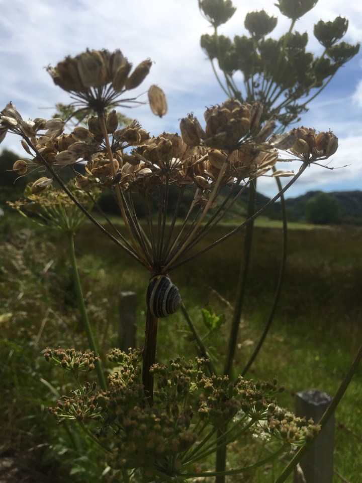 Snail on Cow Parsley (probably)