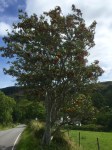 Rowan/Mountain Ash - lots of it about in these parts