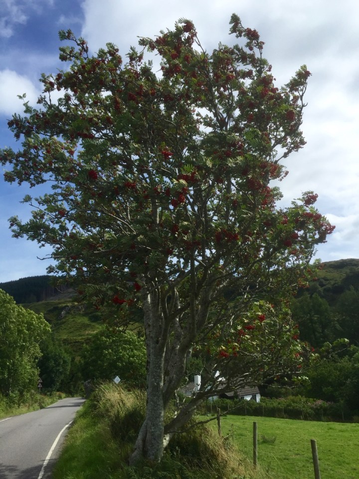 Rowan/Mountain Ash - lots of it about in these parts