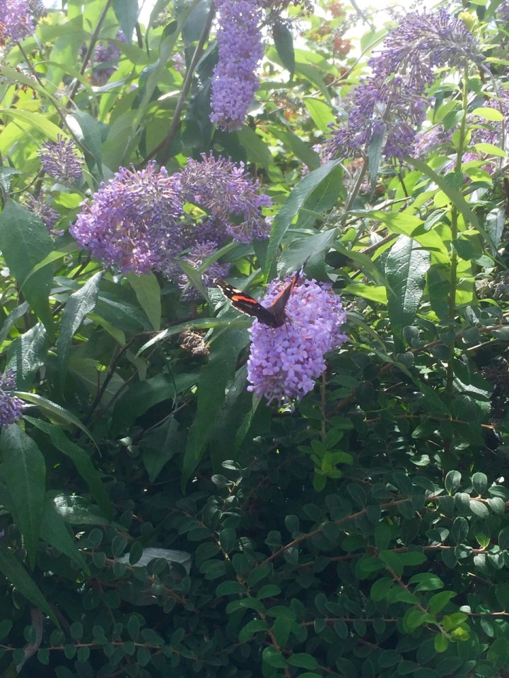 Red Admiral butterfly on the Budlea