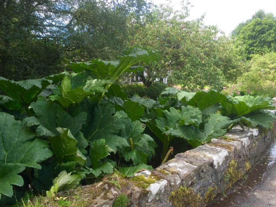Giant Rhubarb; probably not very edible