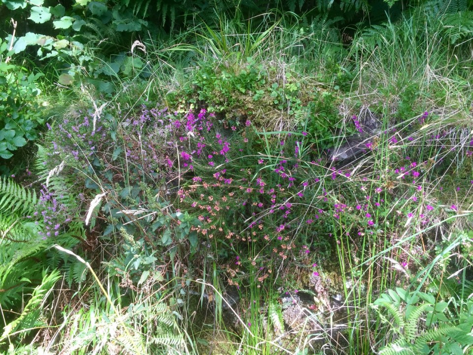 Bonny Heather