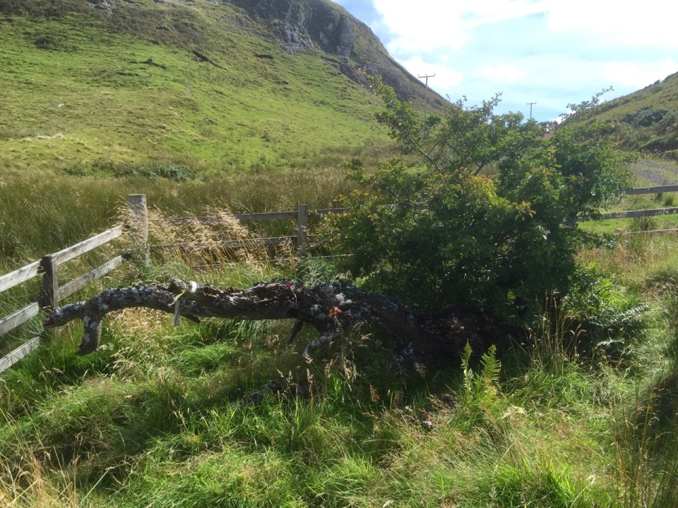 However a new Wishing Tree is sprouting from the old