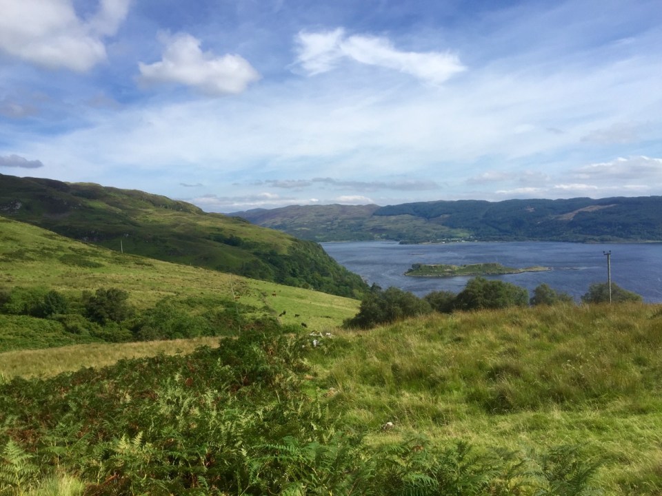 Bulls in the field below, safer than sheep though