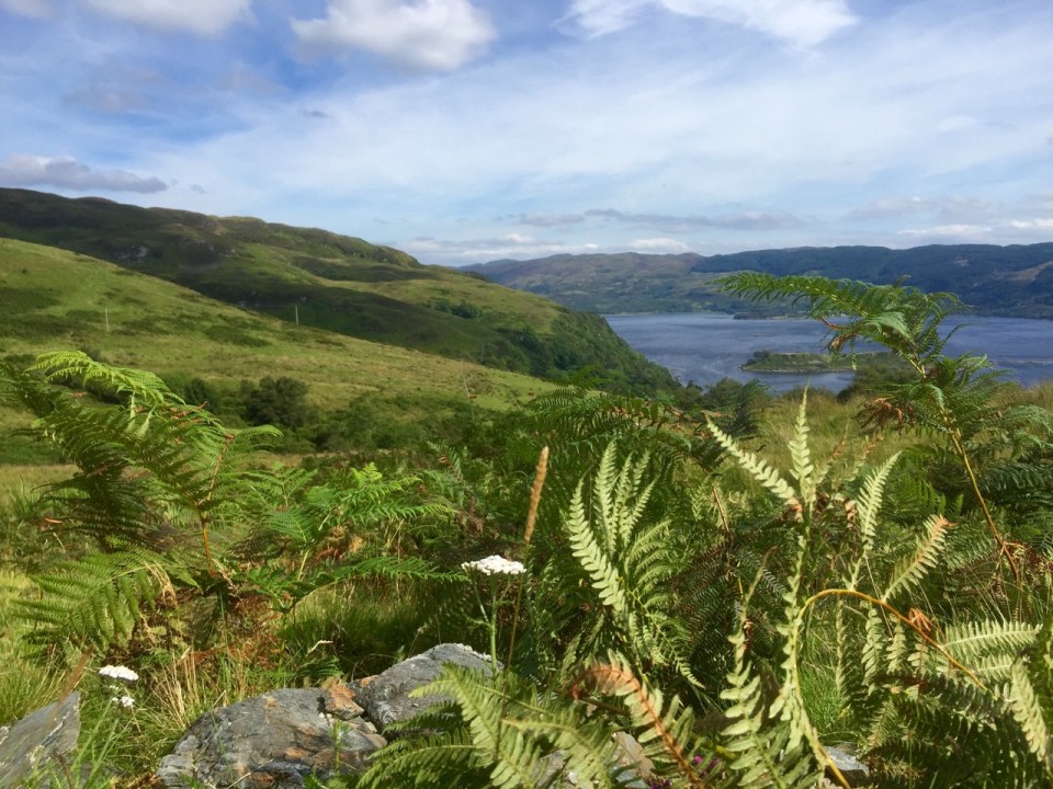 Peeking through the bracken