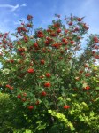 More Rowan berries