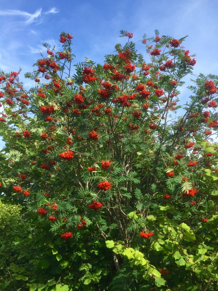 More Rowan berries