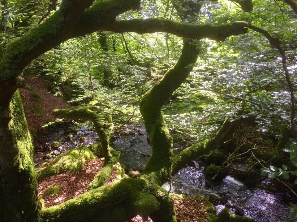 Mossy trees
