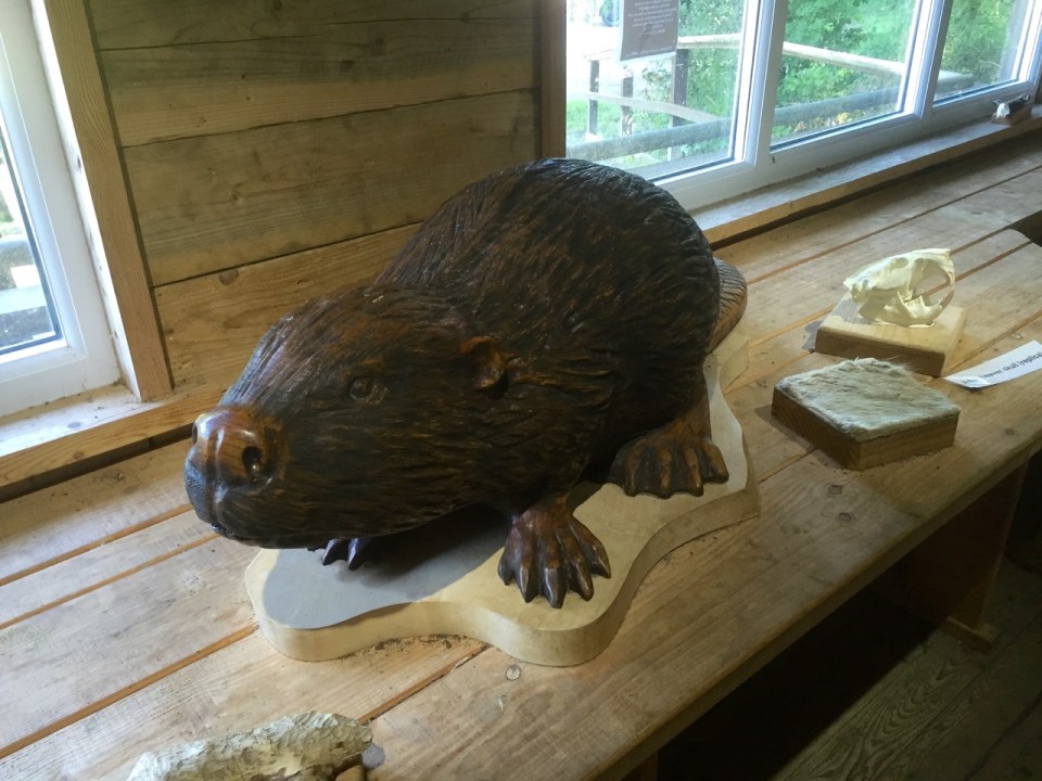 Wooden beaver - only one I could find