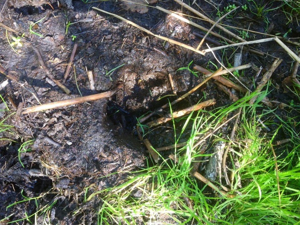 Beaver footprint - could also smell them