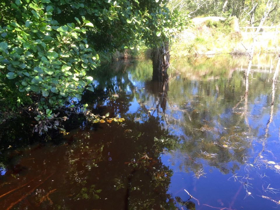 Lake created by beaver dam