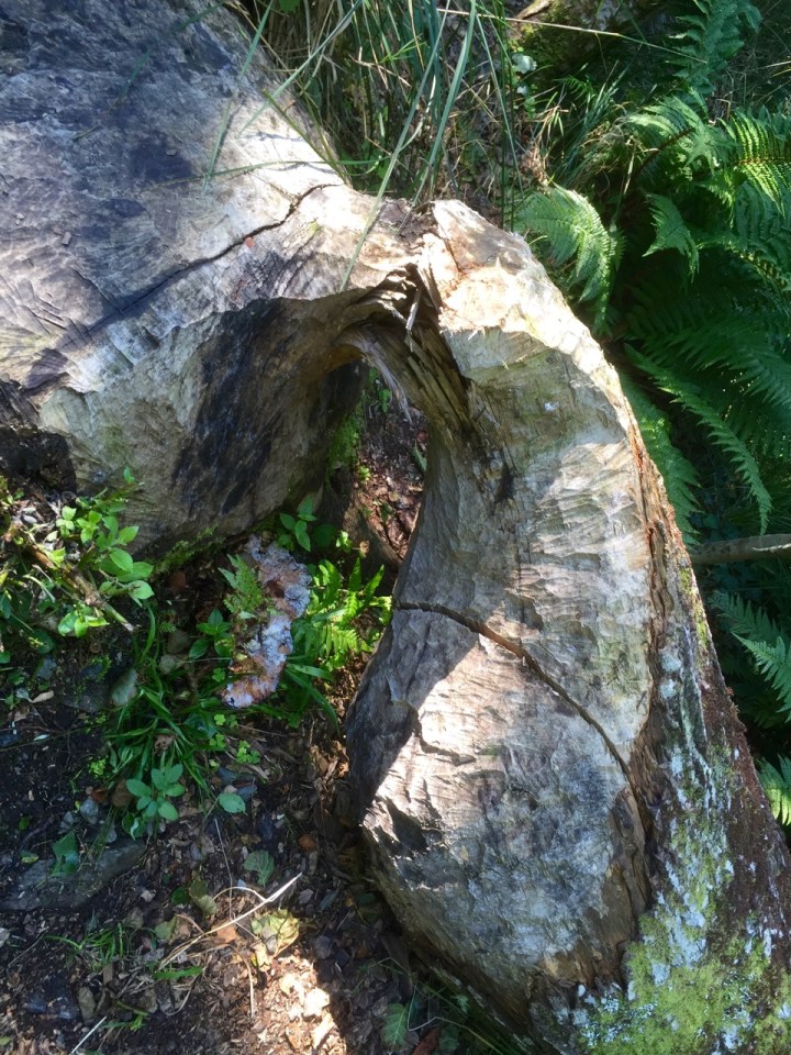 Evidence of tree gnawing