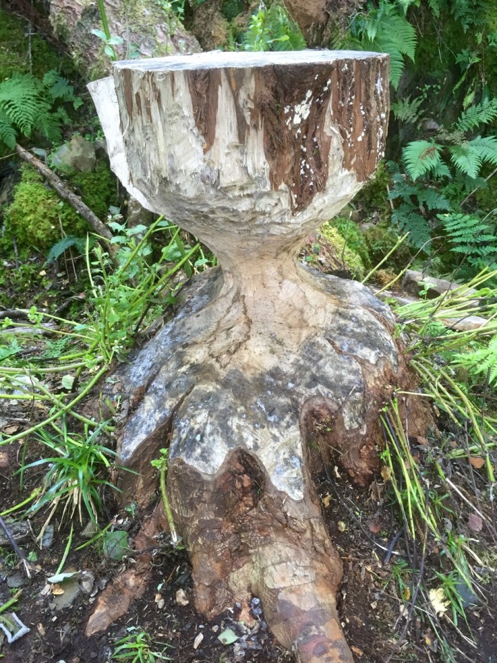 More dramatic tree gnawing