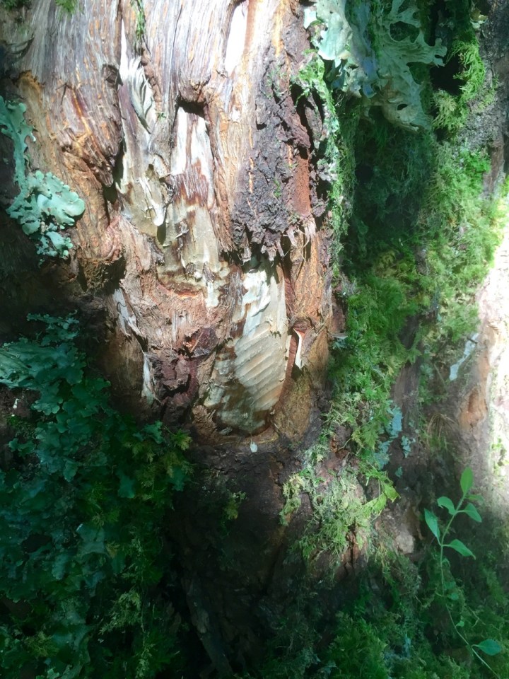 Cool beaver teeth marks