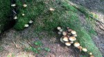 Abundance of mushrooms