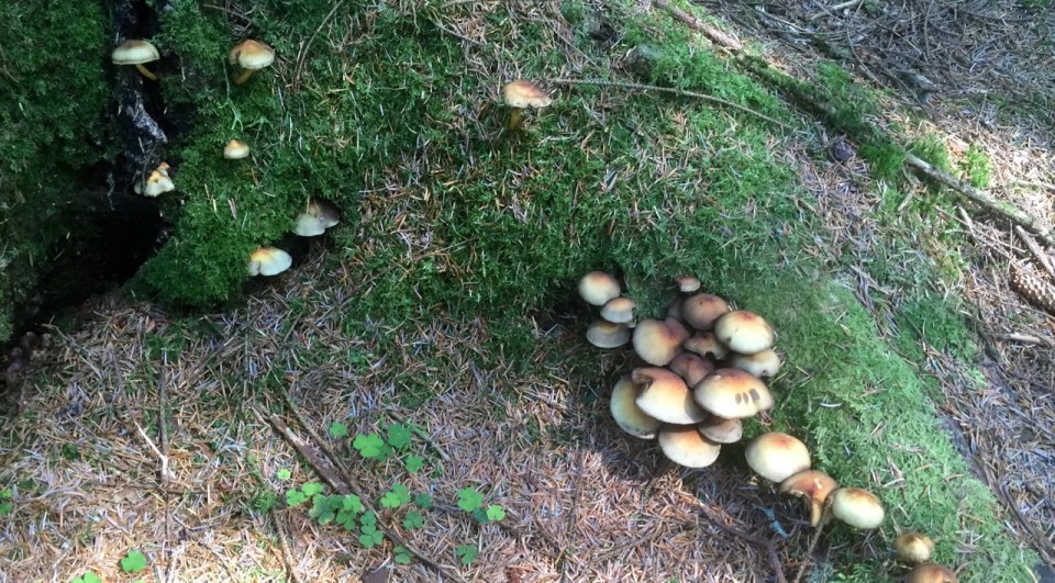 Abundance of mushrooms