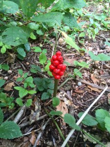 Jack-in-the-Pulpit...I think...and a bit poisonous so not good forage