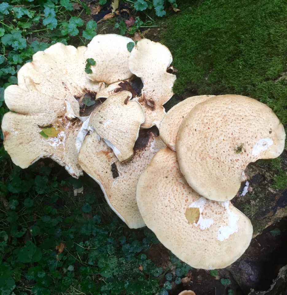 Don't know if this one is edible or not