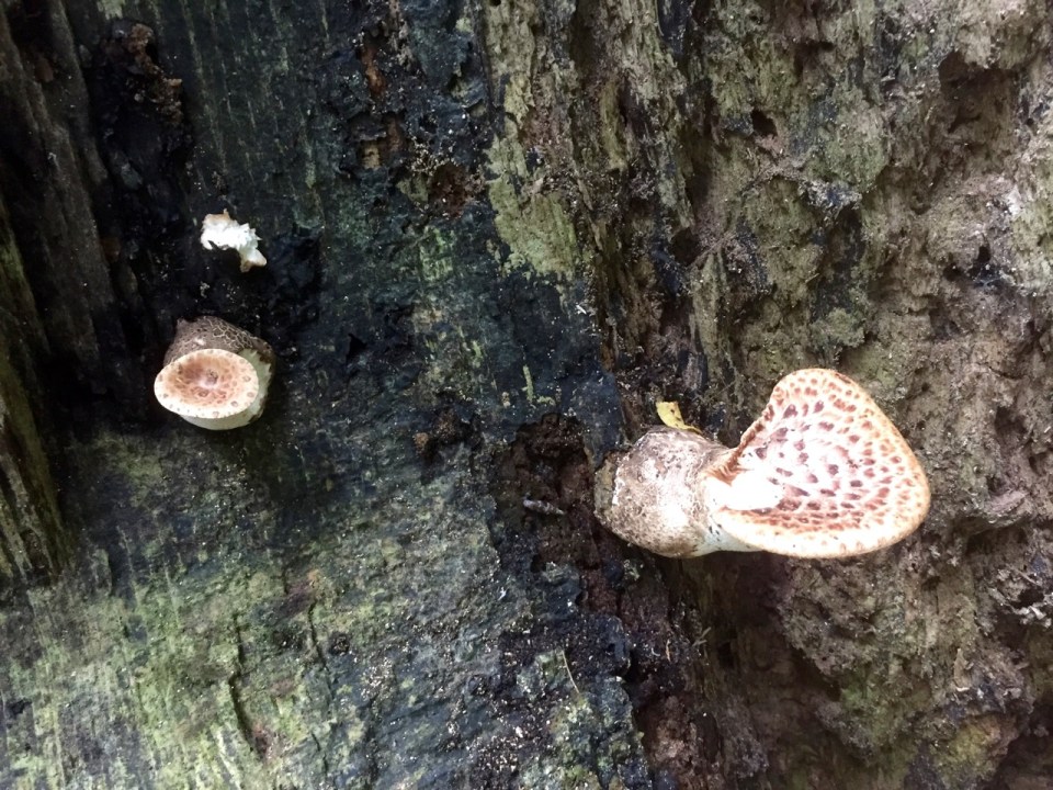 Decay brings new life