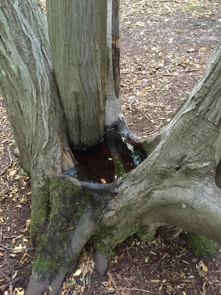 Nature provides a mini swimming pool, or drinking bowl
