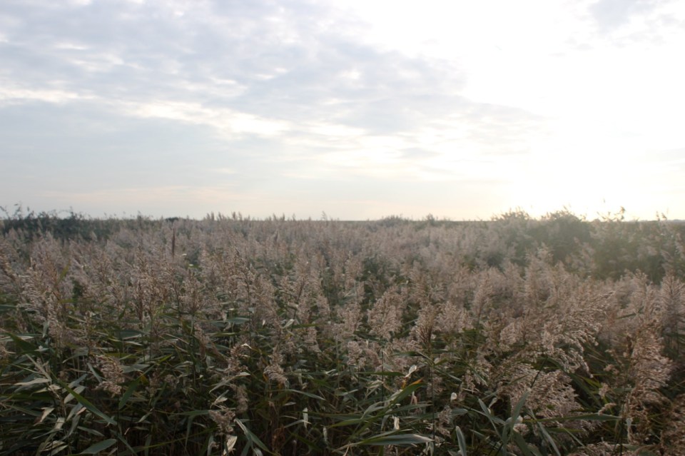 Rushes near the seashore