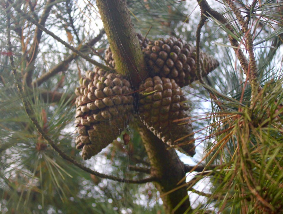 Pine cones and spiders