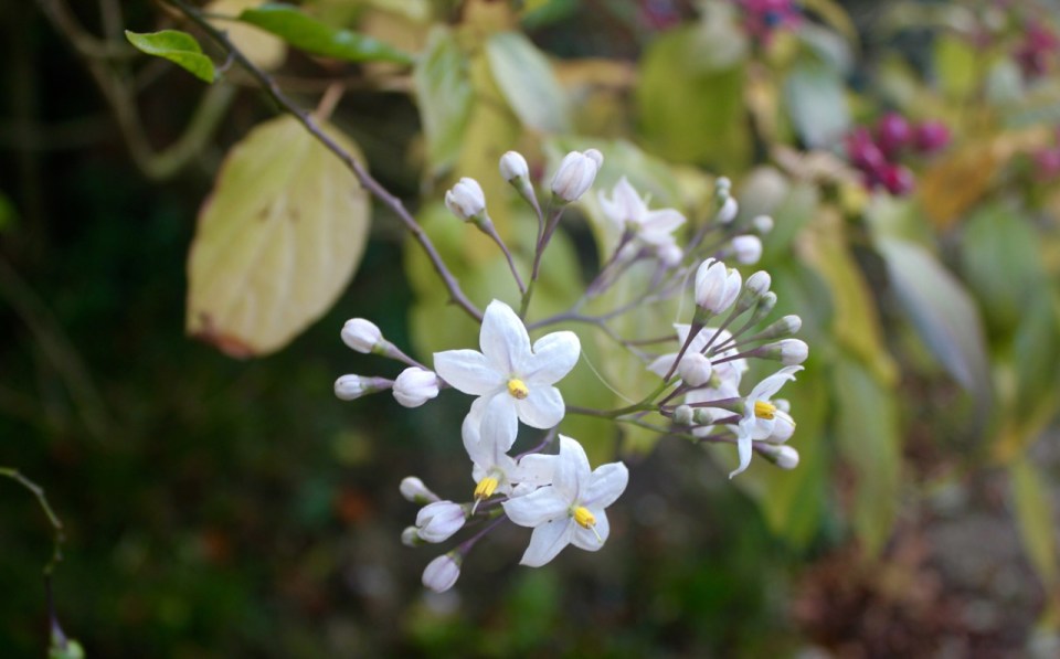 White flowers to welcome winter