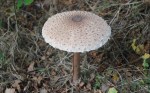 Parasol mushroom