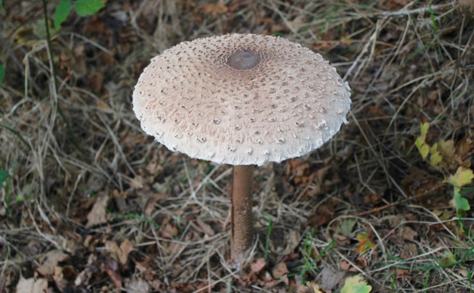 Parasol mushroom