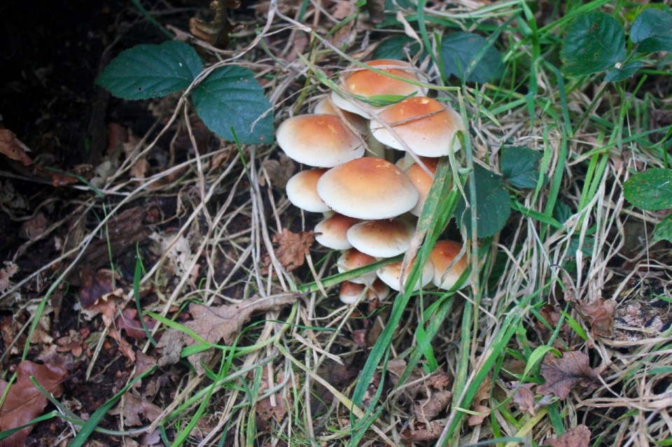 Not sure what these were, look tasty...