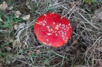 Fly Agaric - not recommended eating