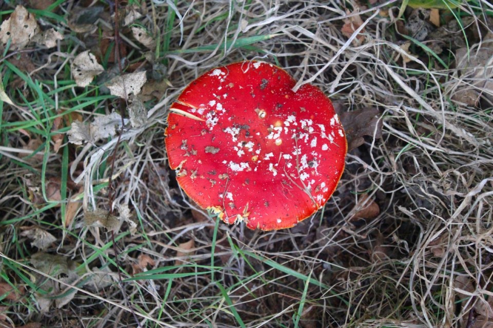 Fly Agaric - not recommended eating