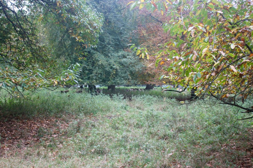 Herds of Fallow deer feeding on chestnuts