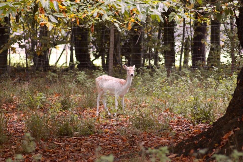 Nervous Fallow deer doe