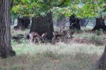 Stags gorging themselves on natures bounty (chestnuts)