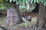 Posing stag 1 (Fallow deer)