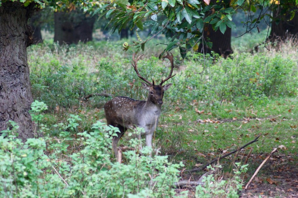 Posing stag 2