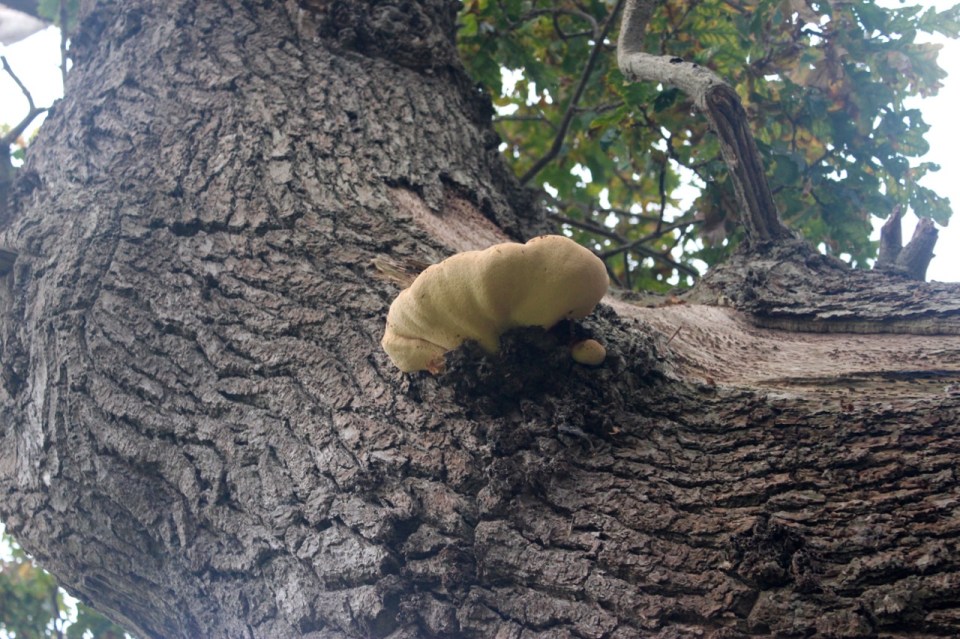 Young Beefsteak mushroom (maybe)