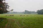 Red deer herd