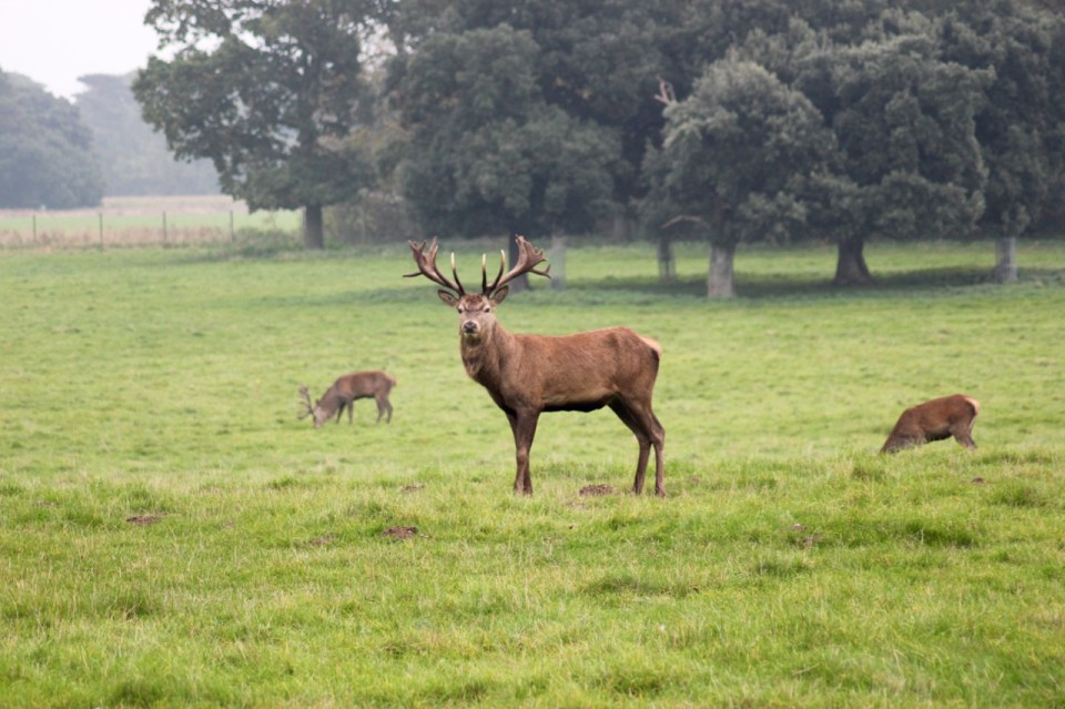 Younger stag checking us out