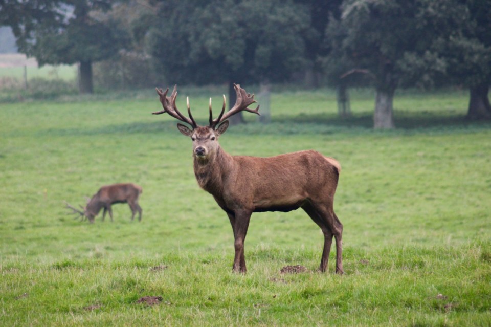Can you tell how old they are from the number of tines?