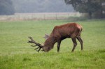 Boss stag (Red deer)