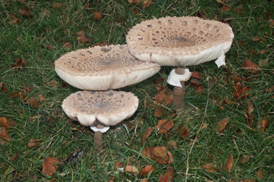 Parasol mushrooms