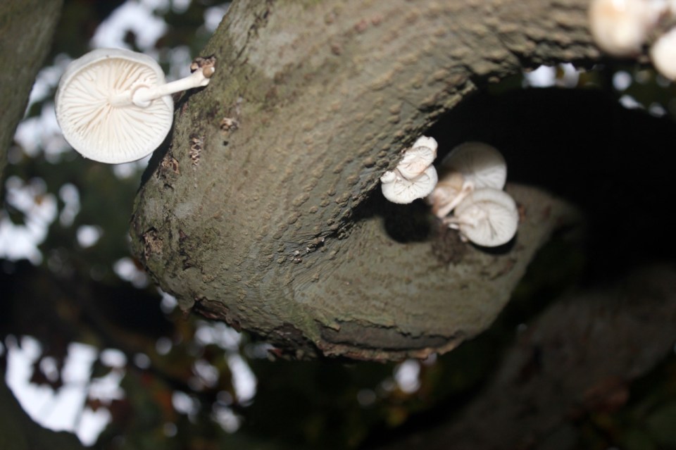Porcelain mushrooms 1