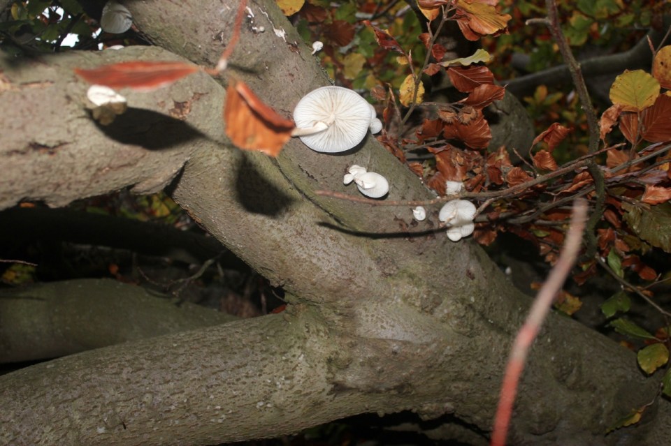 Porcelain mushrooms 2